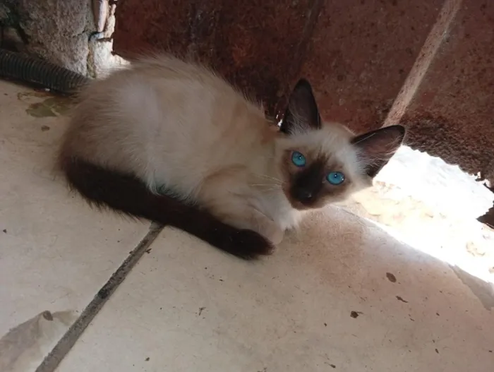 Gato raça Siamês idade 2 a 6 meses nome Quatro gatinhas