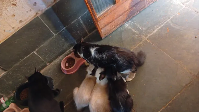 Gato raça Siamês idade 2 a 6 meses nome Quatro gatinhas