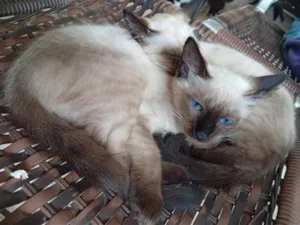 Gato raça Siamês idade 2 a 6 meses nome Quatro gatinhas