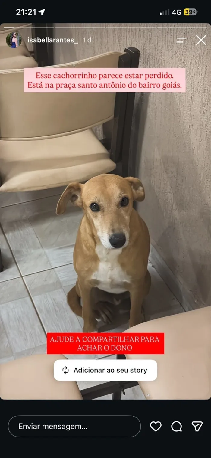 Cachorro raça SRD-ViraLata idade 6 ou mais anos nome Macho