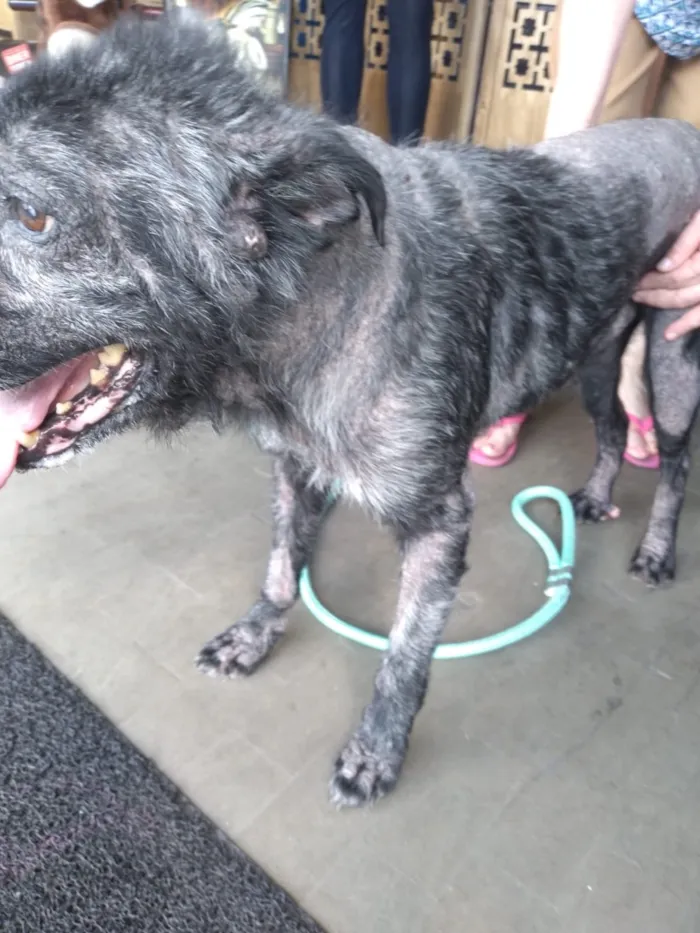 Cachorro raça SRD-ViraLata idade 6 ou mais anos nome Apolinho e Neguinha 