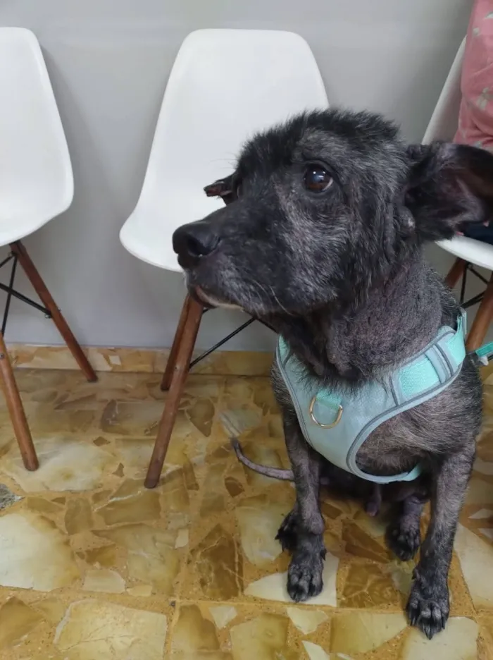 Cachorro raça SRD-ViraLata idade 6 ou mais anos nome Apolinho e Neguinha 