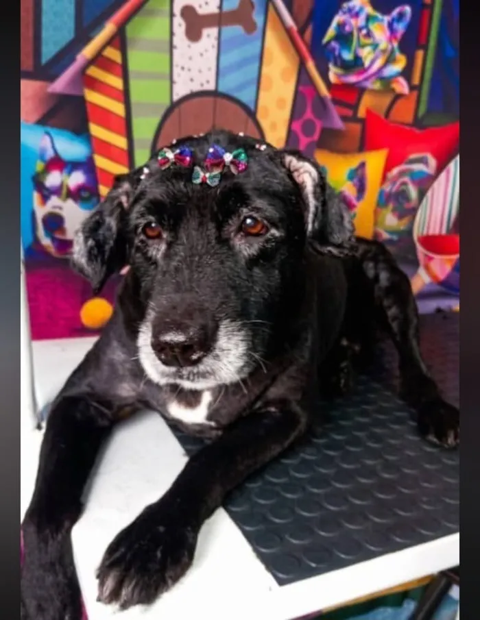 Cachorro raça SRD-ViraLata idade 6 ou mais anos nome Apolinho e Neguinha 
