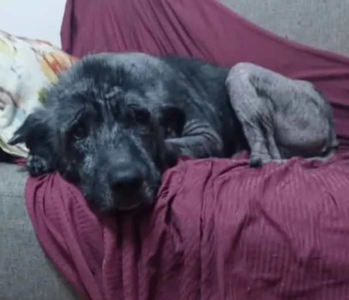 Cachorro raça SRD-ViraLata idade 6 ou mais anos nome Apolinho e Neguinha 