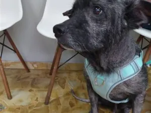 Cachorro raça SRD-ViraLata idade 6 ou mais anos nome Apolinho e Neguinha 