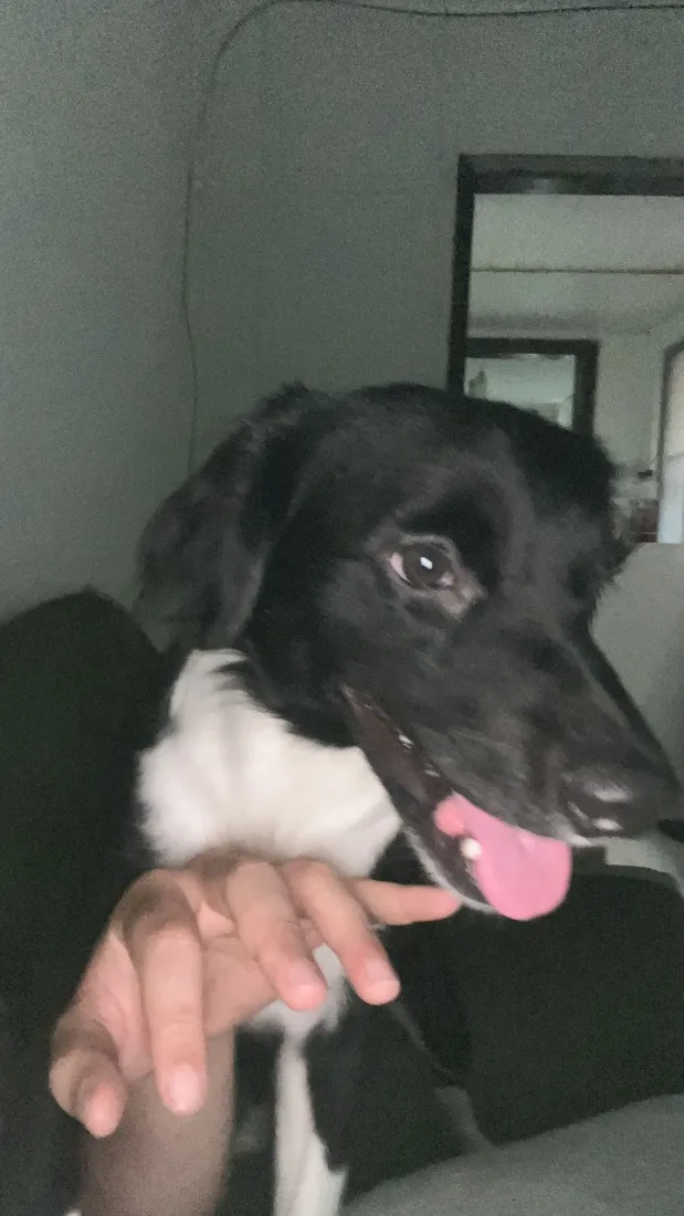 Cachorro raça SRD-ViraLata idade 2 anos nome Killua
