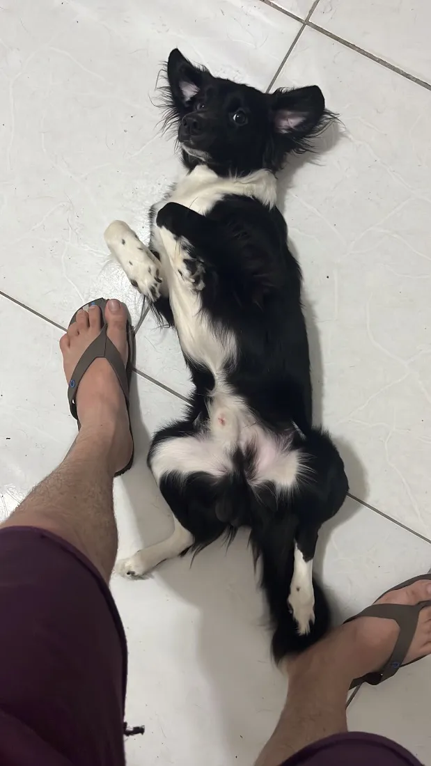 Cachorro raça SRD-ViraLata idade 2 anos nome Killua