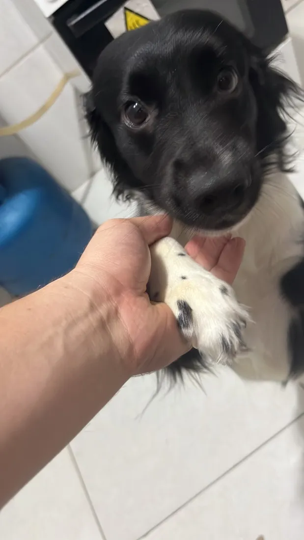 Cachorro raça SRD-ViraLata idade 2 anos nome Killua