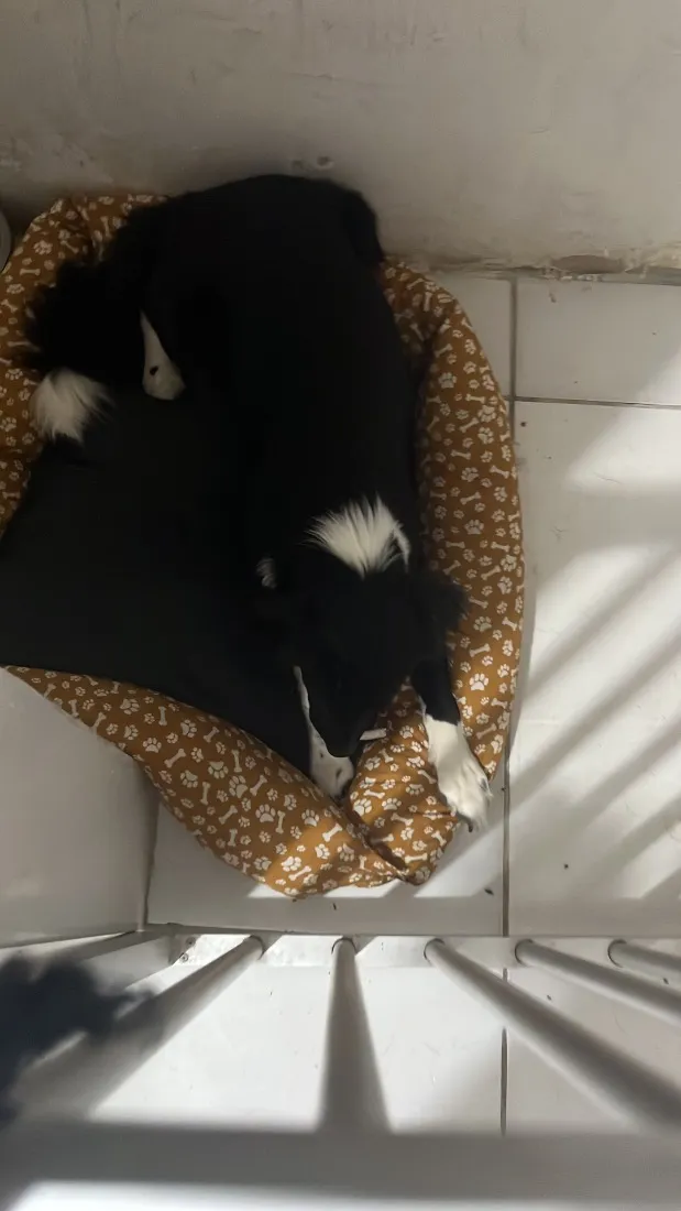 Cachorro raça SRD-ViraLata idade 2 anos nome Killua