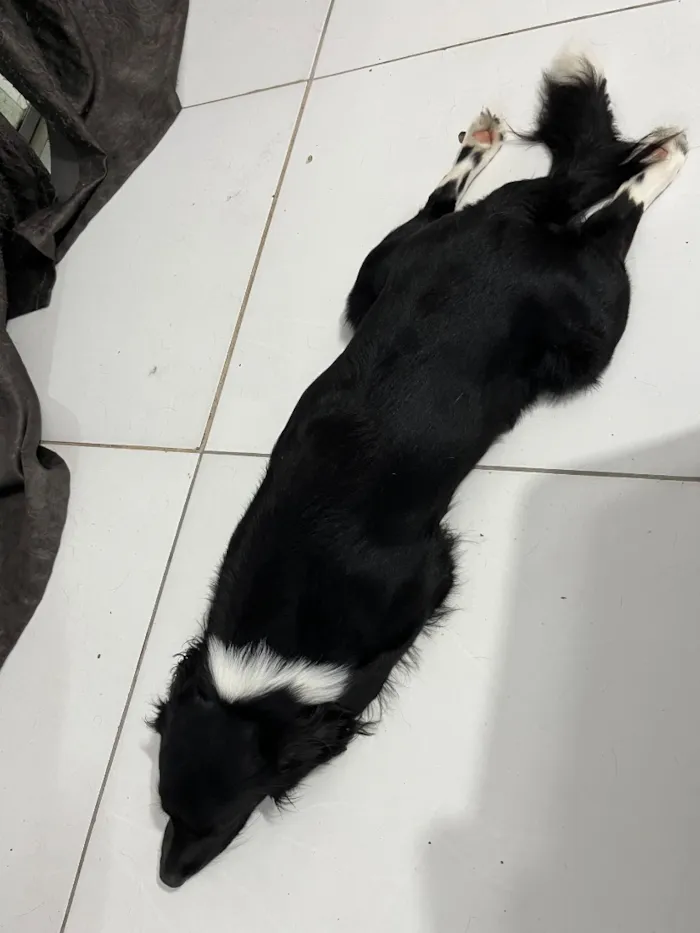 Cachorro raça SRD-ViraLata idade 2 anos nome Killua
