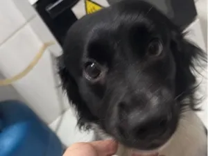 Cachorro raça SRD-ViraLata idade 2 anos nome Killua