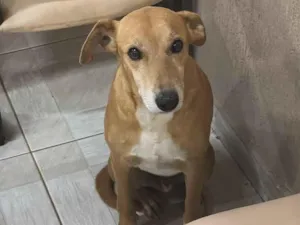 Cachorro raça SRD-ViraLata idade 6 ou mais anos nome Macho
