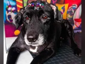 Cachorro raça SRD-ViraLata idade 6 ou mais anos nome Apolinho e Neguinha 