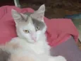 Jade