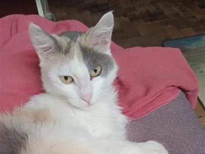 Gato raça SRD-ViraLata idade 1 ano nome Jade