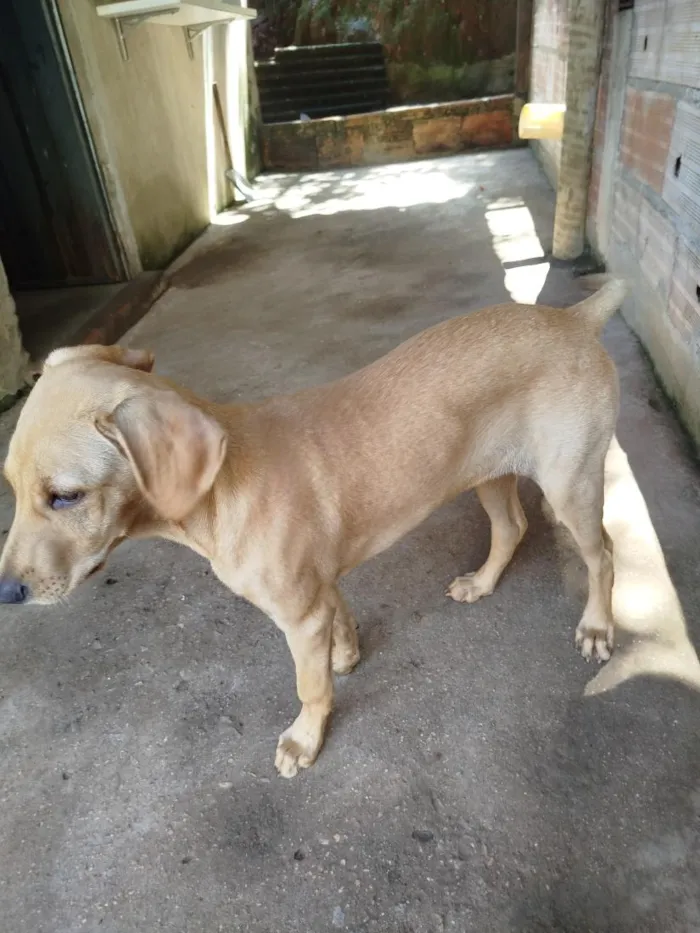 Cachorro raça Labrador idade 2 a 6 meses nome Safira