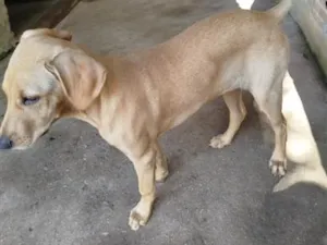 Cachorro raça Labrador idade 2 a 6 meses nome Safira