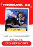 Naafiri