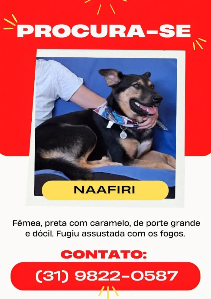 Cachorro raça SRD-ViraLata idade 4 anos nome Naafiri