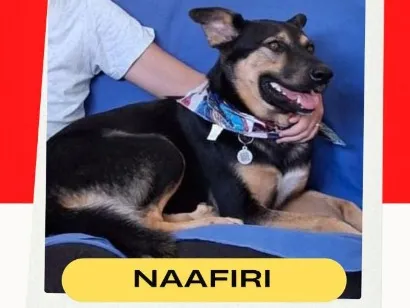 Cachorro raça SRD-ViraLata idade 4 anos nome Naafiri