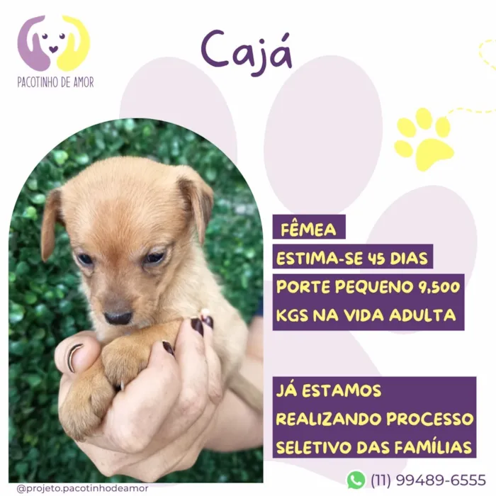 Cachorro raça SRD-ViraLata idade 2 a 6 meses nome Cajá