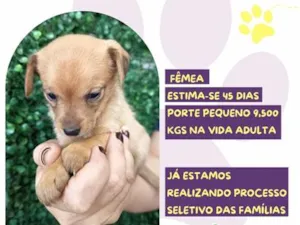 Cachorro raça SRD-ViraLata idade 2 a 6 meses nome Cajá