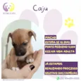 Caju