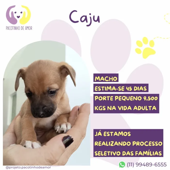 Cachorro raça SRD-ViraLata idade Abaixo de 2 meses nome Caju