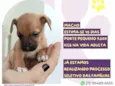 Caju
