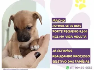Cachorro raça SRD-ViraLata idade Abaixo de 2 meses nome Caju