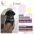 Caqui