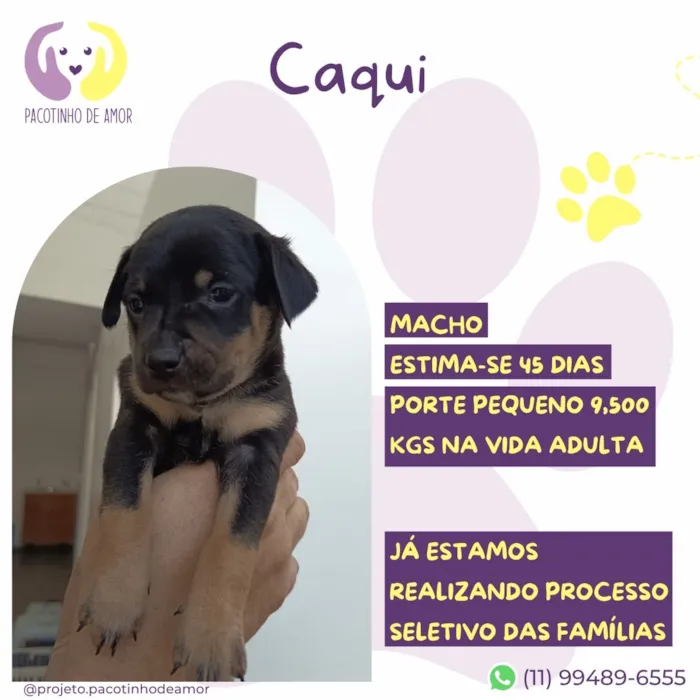 Cachorro raça SRD-ViraLata idade Abaixo de 2 meses nome Caqui