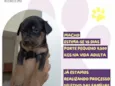 Caqui