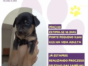 Cachorro raça SRD-ViraLata idade Abaixo de 2 meses nome Caqui