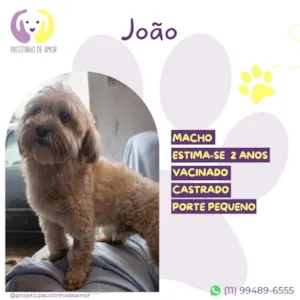 Cachorro raça SRD-ViraLata idade 2 anos nome João 