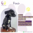 Flash