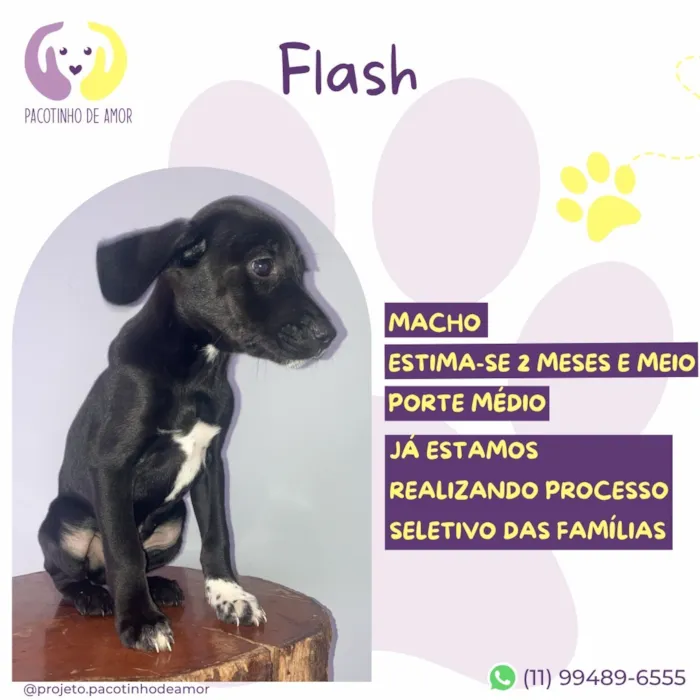 Cachorro raça SRD-ViraLata idade 2 a 6 meses nome Flash
