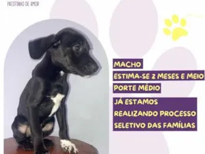Cachorro raça SRD-ViraLata idade 2 a 6 meses nome Flash