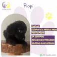 Flopi