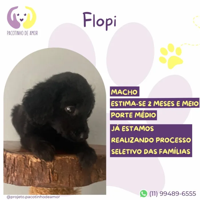 Cachorro raça SRD-ViraLata idade 2 a 6 meses nome Flopi