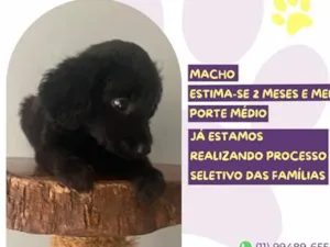 Cachorro raça SRD-ViraLata idade 2 a 6 meses nome Flopi