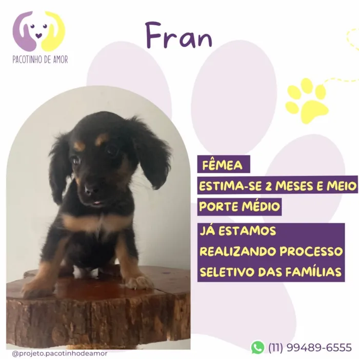 Cachorro raça SRD-ViraLata idade 2 a 6 meses nome Fran