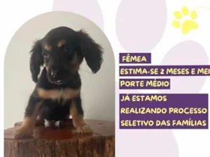 Cachorro raça SRD-ViraLata idade 2 a 6 meses nome Fran