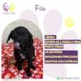 Filo