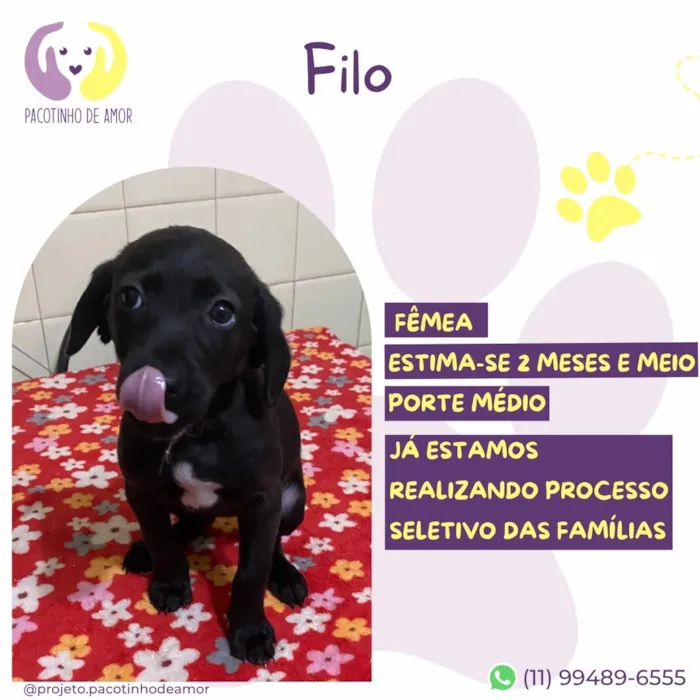 Cachorro raça SRD-ViraLata idade 2 a 6 meses nome Filo