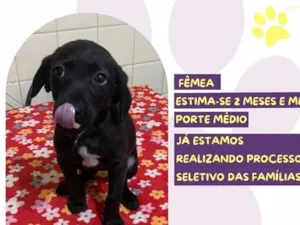 Cachorro raça SRD-ViraLata idade 2 a 6 meses nome Filo