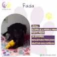 Fada