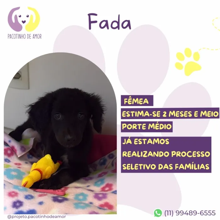 Cachorro raça SRD-ViraLata idade 2 a 6 meses nome Fada