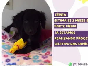 Cachorro raça SRD-ViraLata idade 2 a 6 meses nome Fada