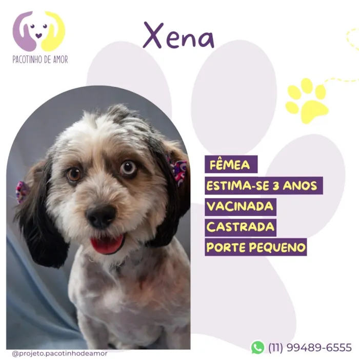 Cachorro raça SRD-ViraLata idade 3 anos nome Xena